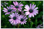 120316_DSF0778