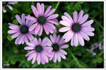 120316_DSF0780