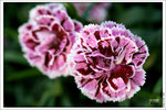 120316_DSF0799