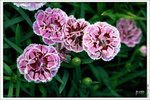 120316_DSF0800