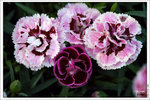 120316_DSF0801