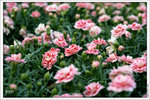 120316_DSF0803