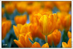 120316_DSF0807
