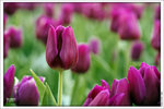 120316_DSF0822