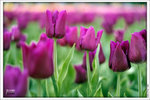 120316_DSF0824