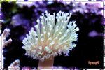 PNG0054