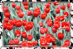 PNG0025