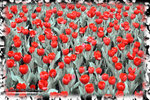 PNG0029