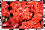 PNG0059