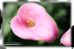 PNG0060