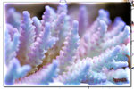 PNG0016
