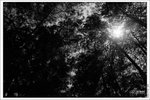 _DSF0352