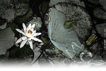 PNG0027