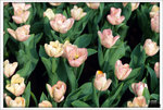 Scan-110313-0005