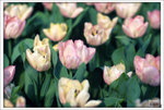 Scan-110313-0007