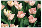 Scan-110313-0008