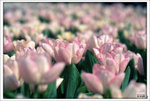 Scan-110313-0009