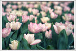 Scan-110313-0010