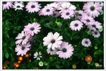 Scan-110314-0005