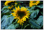 Scan-110314-0013
