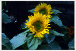 Scan-110314-0015