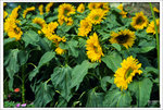 Scan-110314-0016