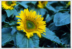 Scan-110314-0017