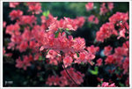 Scan-110315-0005