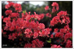 Scan-110315-0006