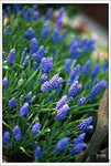 Scan-110315-0009