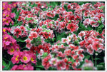Scan-110315-0011