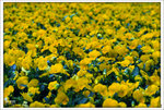 Scan-110315-0012