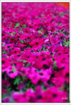 Scan-110315-0014
