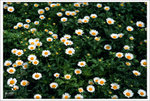 Scan-110316-0001