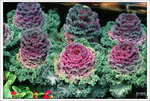 Scan-110316-0004