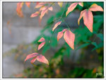_DSF0065