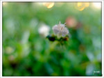 _DSF0084
