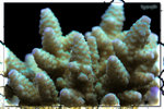 PNG0062