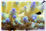 PNG0191