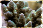 PNG0196