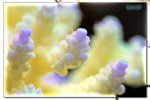 PNG0197