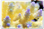 PNG0199
