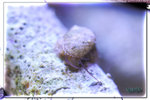 PNG0217
