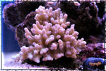 PNG0198