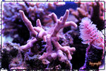 PNG0200