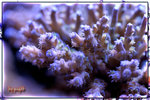 PNG0217