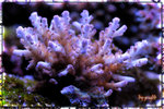 PNG0136