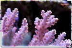 PNG0138