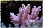 PNG0139