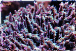 PNG0144